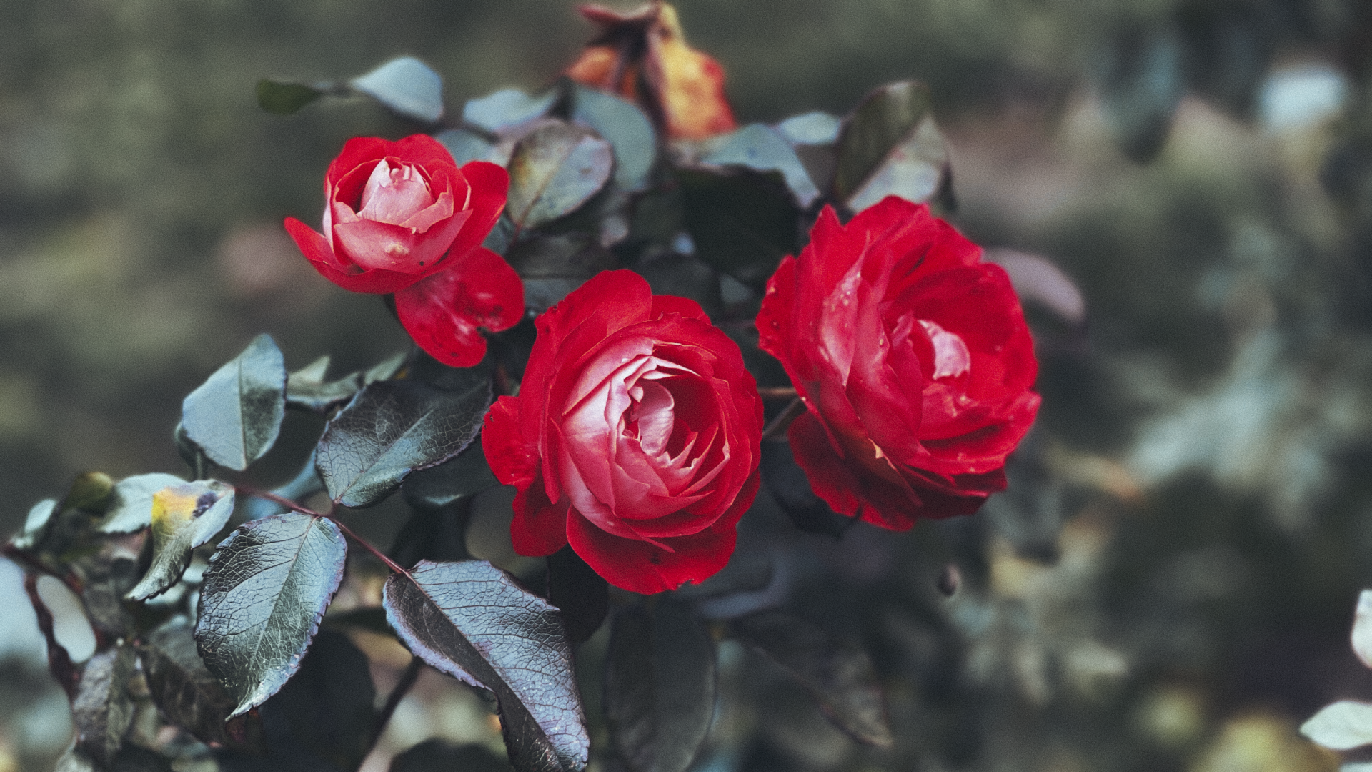 Red Roses Red Roses