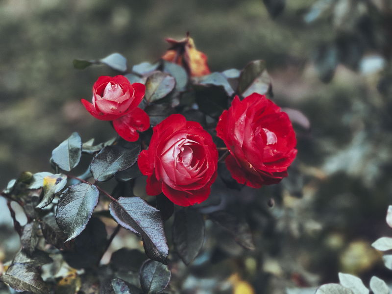 Roses-